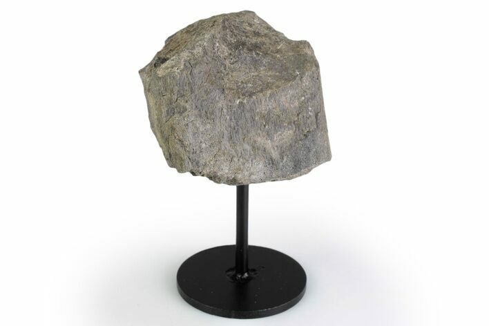 Fossil Sauropod Limb Bone Section with Metal Stand - Colorado #383246